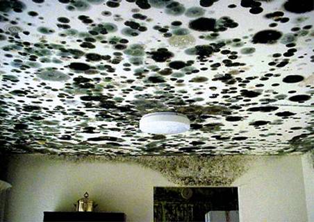 How to Find & Fix Hidden Black Mold in Your Home